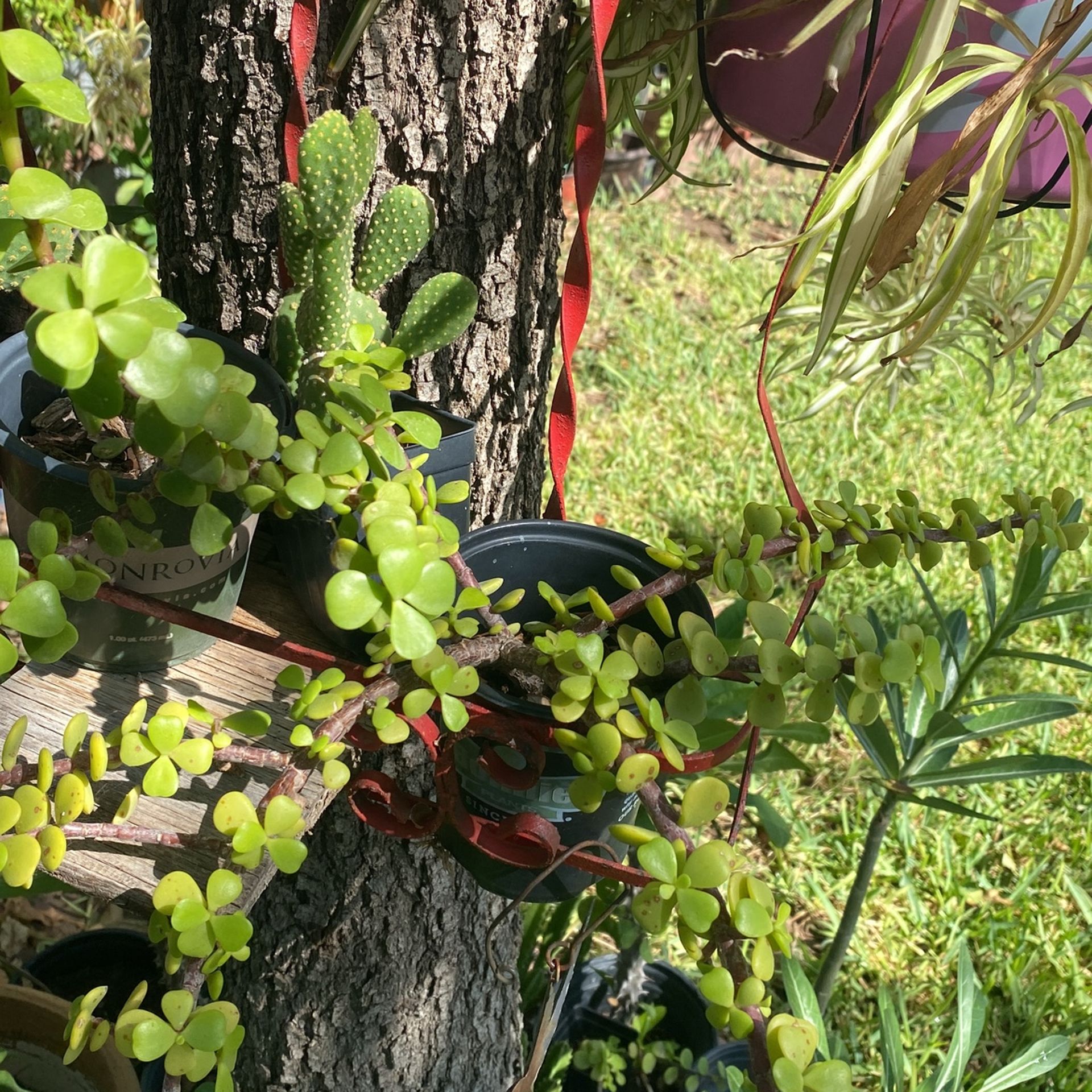 Abundancia O Cactus $6.00Cada Uno