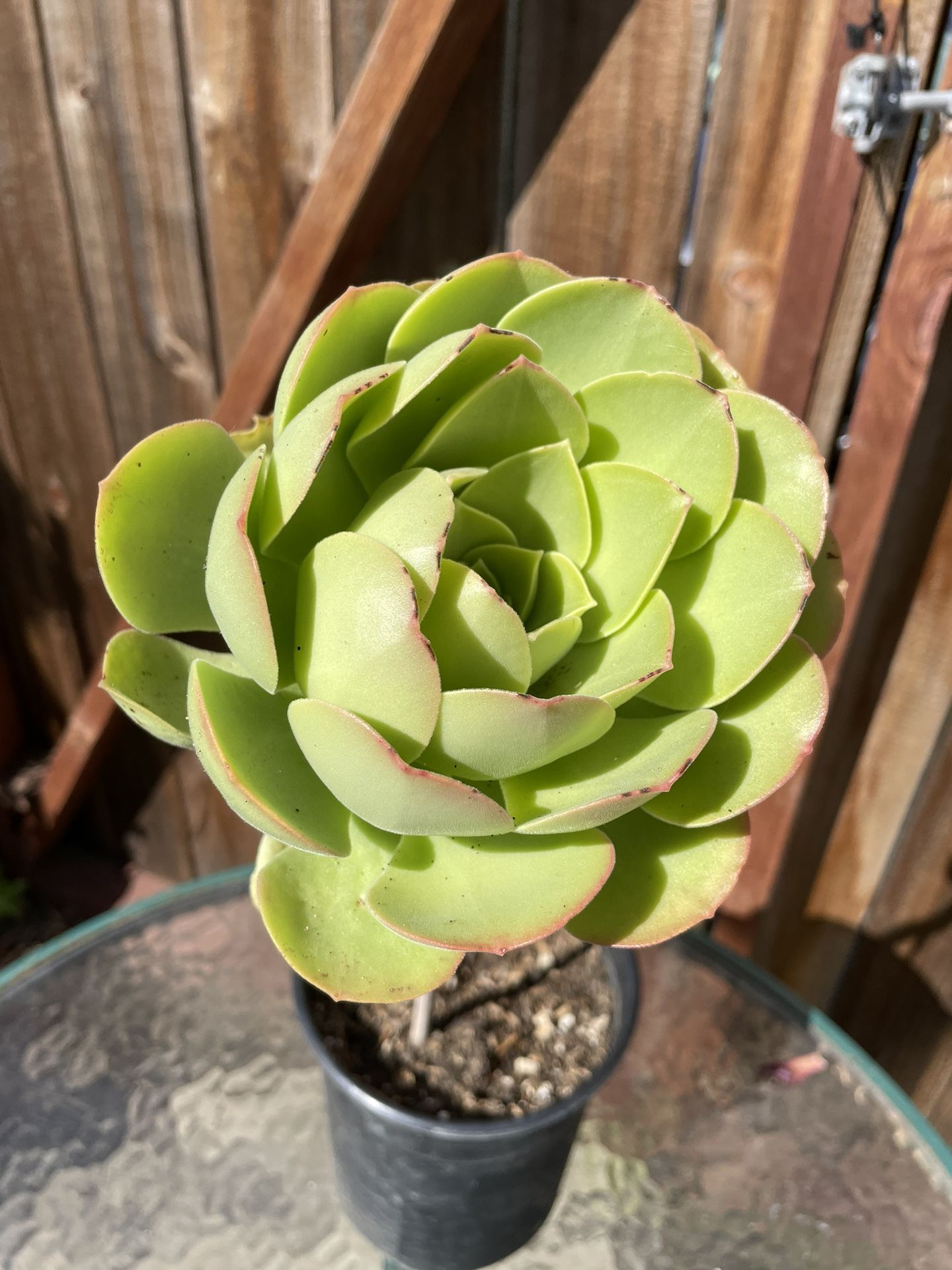 Black Roses Succulent Plant Pot