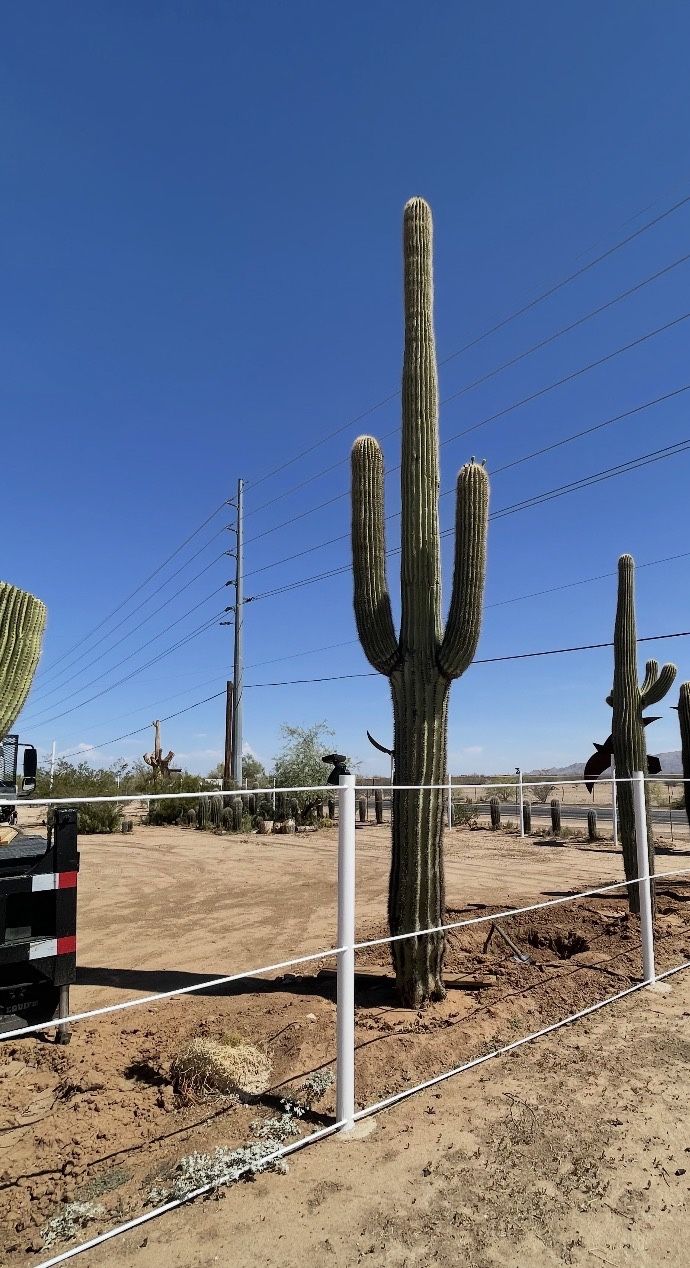 Armed Saguaro Cactus