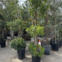 2 Tiers Or 6 Tiers Topiary , $65 Each 