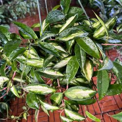 Hoya Krimson Queen Houseplant Plant 