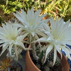 White Round /domino Cacti That Are Previously & Currently Blooming Ones 