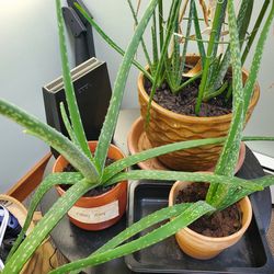 Aloe Plants (without pot)