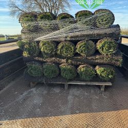 Best QUALITY Sod