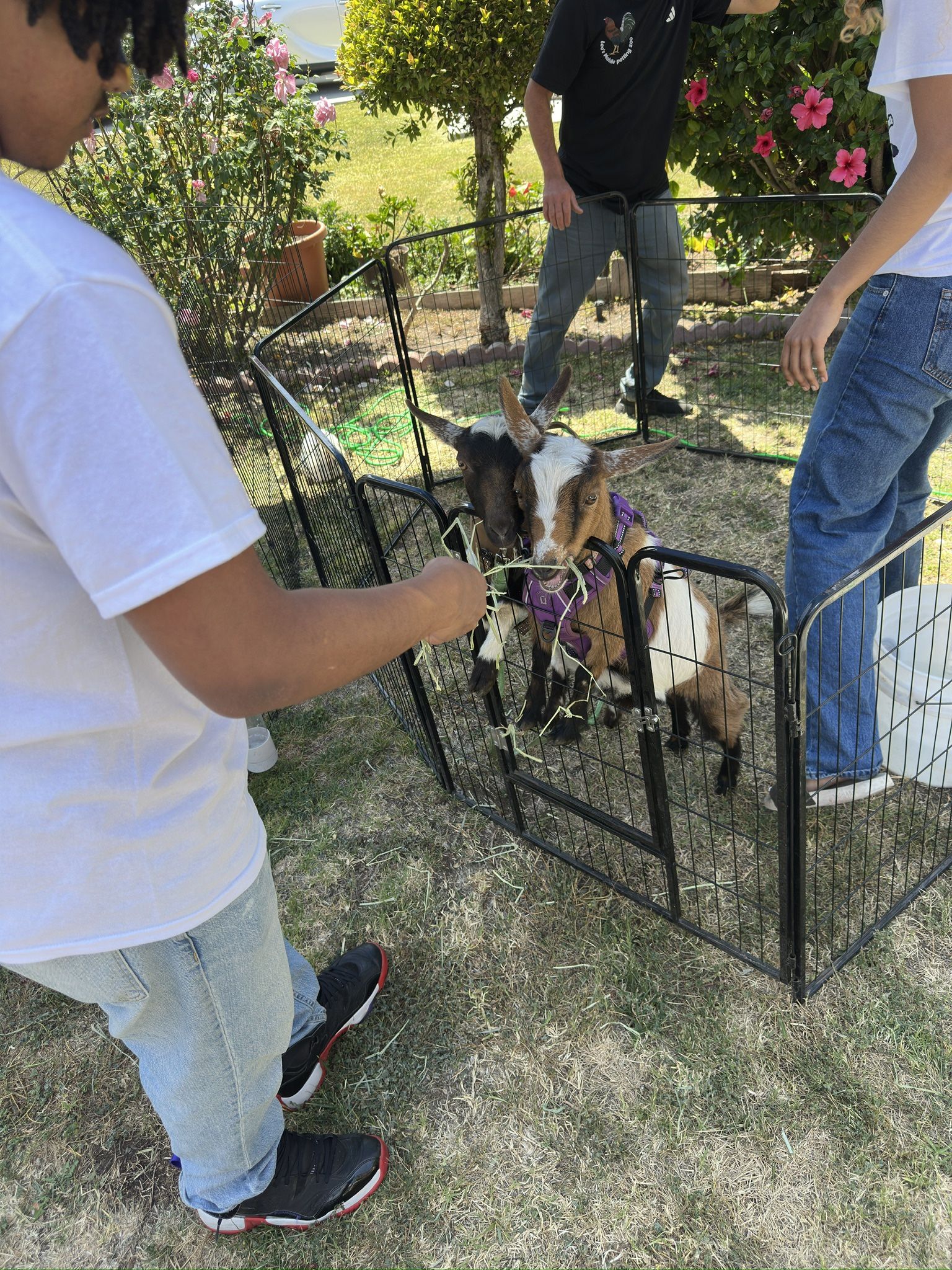 Mobile Petting Experience