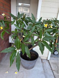 Large Plumeria Frangipani Tree