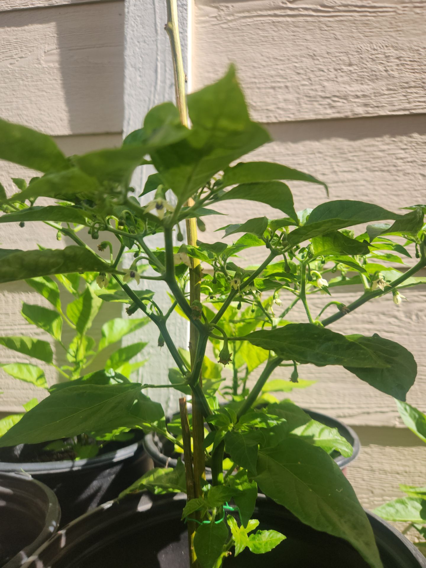 habanero plant producing