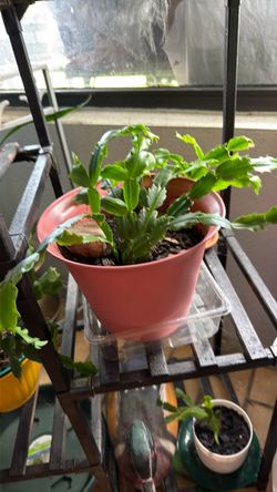 Christmas cactus $3