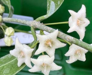Hoya medusa