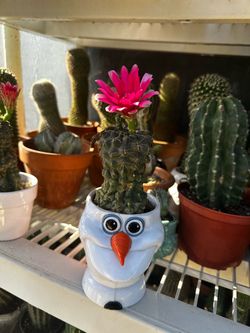 Cactus mentón enano híbrido