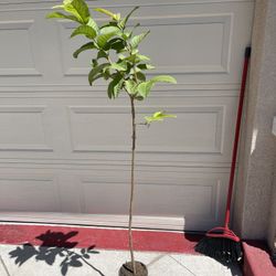 Healthy Thai Guava Fruit Tree Plant 