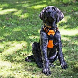 High Quality Dog Harness 