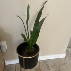 Live Plant With Planter