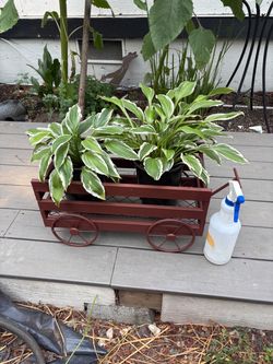 Hosta