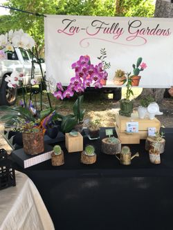 Succulents. - Orchids