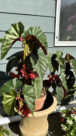 Angel begonia