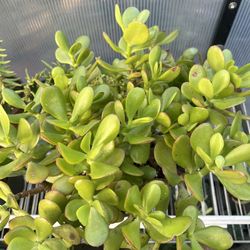 Jade Plant