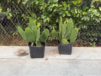 Nopales