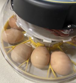Hatching Eggs