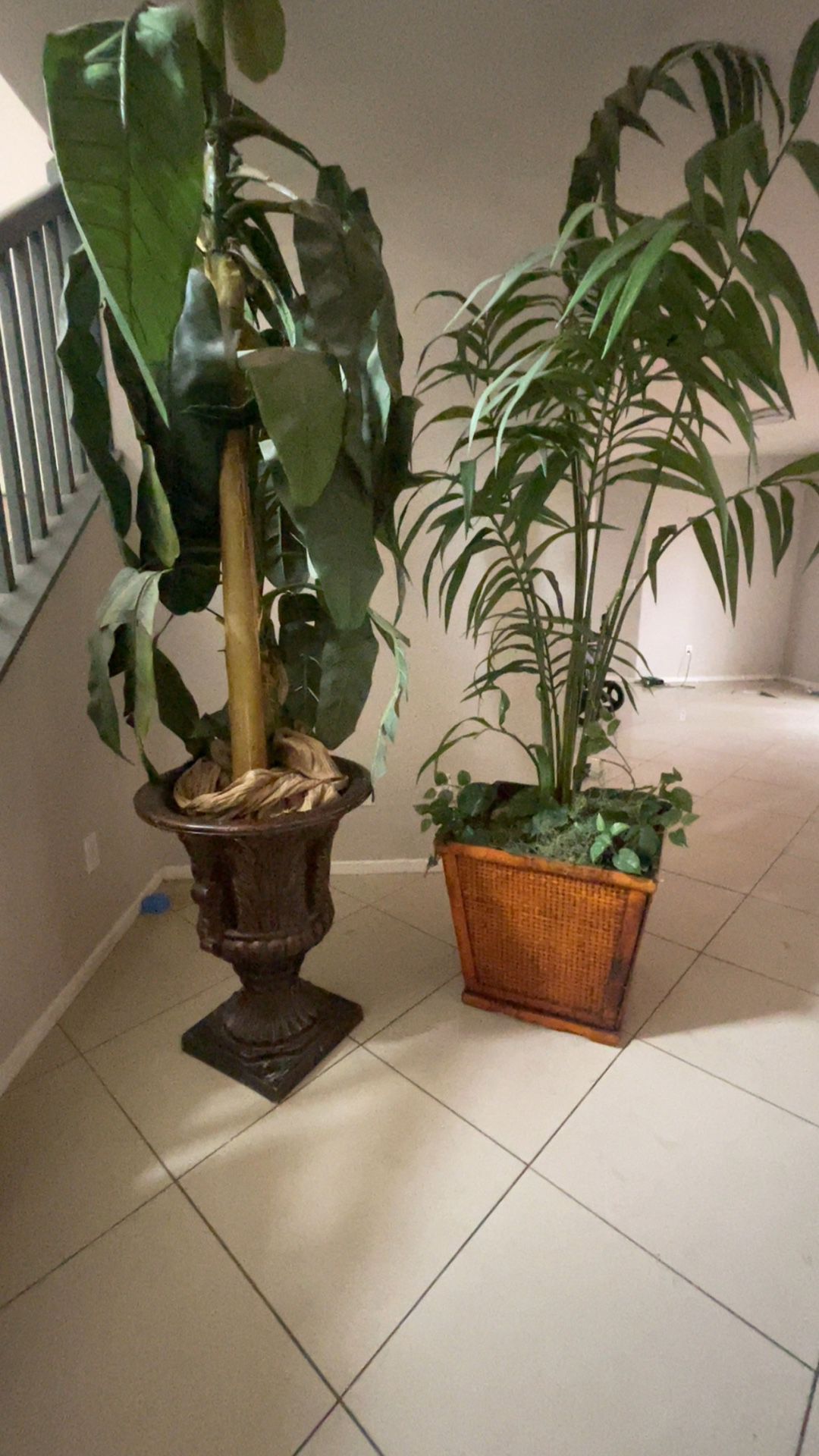 Home Plants 