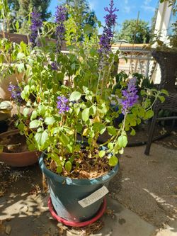 Salvia Mystic Spires Blue