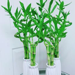 Lucky Bamboo 🎋Plants With Ceramic Pot - Indoor Plant - $15 each