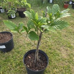 Grand Duke Plant Flowering 