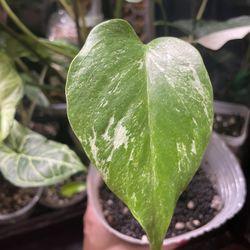 Monstera Albo House Plant 