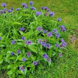 💙 Bachelor Button 💙 Flowers/ Cornflower/ Mountain Bluet Centaurea/ Perennial Plants
