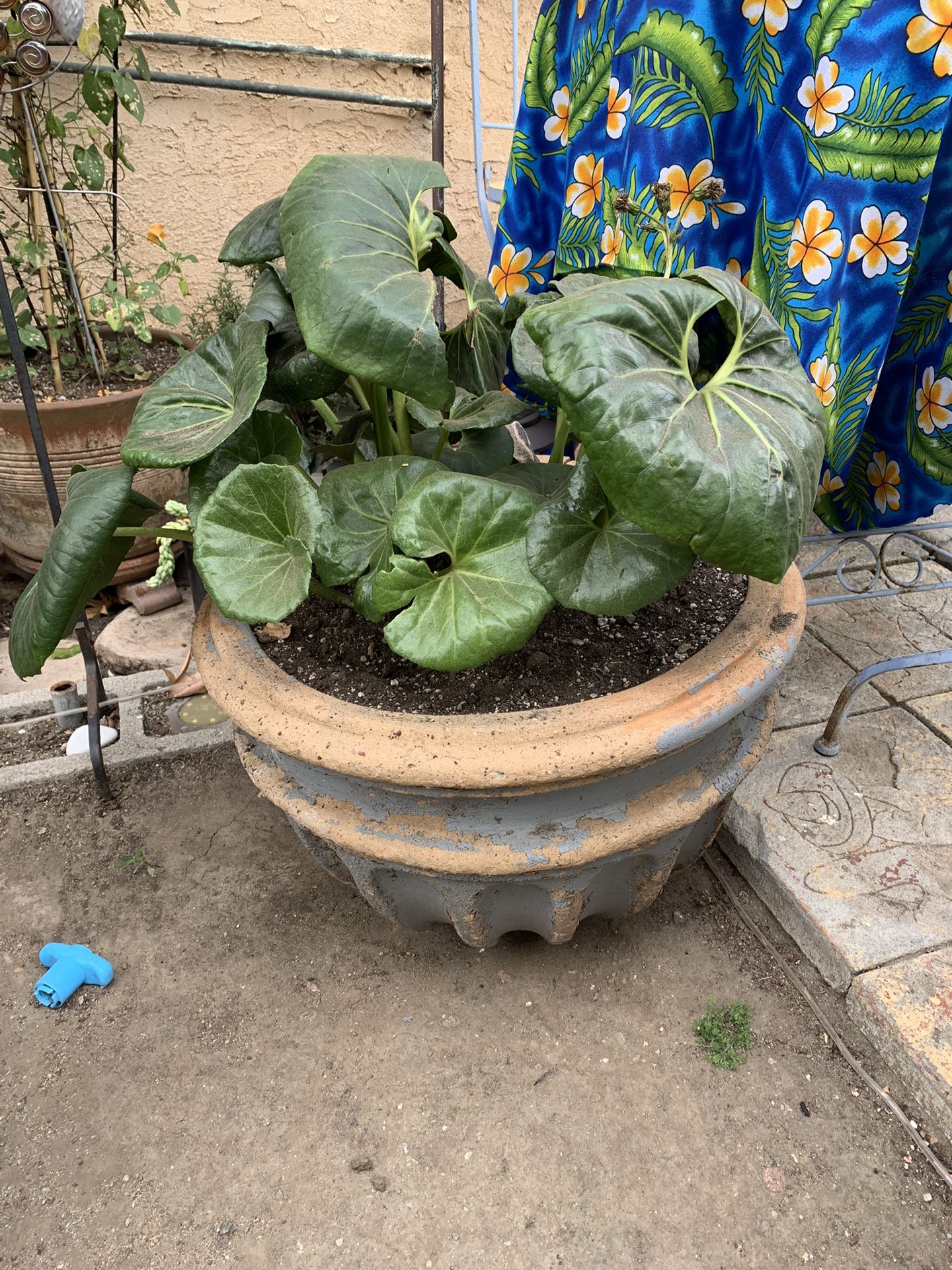 Free leopard plant for Sale in San Diego, CA OfferUp