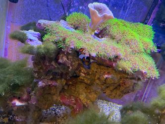 Aquarium and stand ....NOT SELLING  LIVE FISH