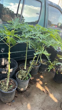 Papaya trees