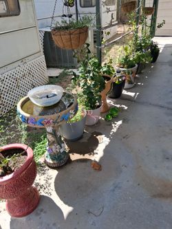 Plant with pots