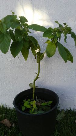 Avocado Tree