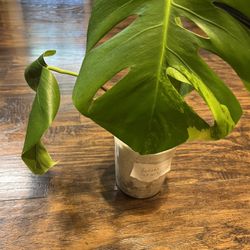 Two Leaf W/3rd Leaf About To Open Variegated Monstera Aurea Plant Cutting W/aerial Root