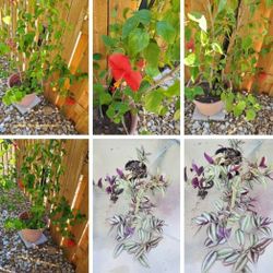 Beautiful red flowering hibiscus in 15"pot and tradescantia zebrina with optional free plants