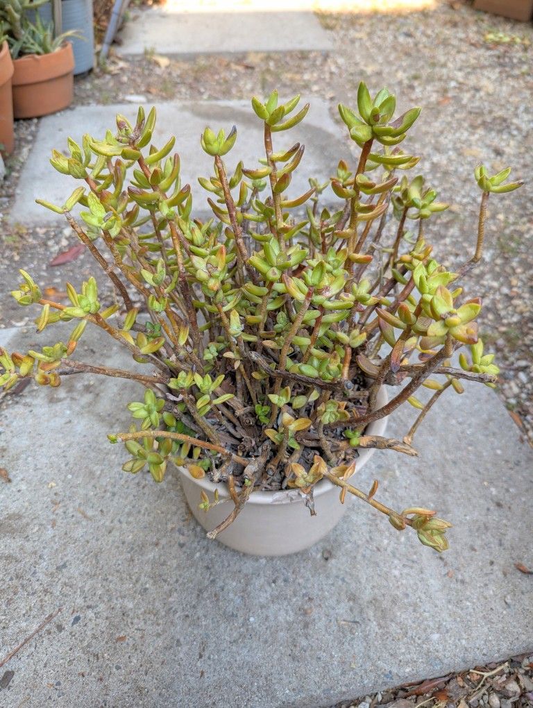 Succulent in Ceramic pot