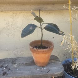 Rubber Plant In Terracotta Base $10