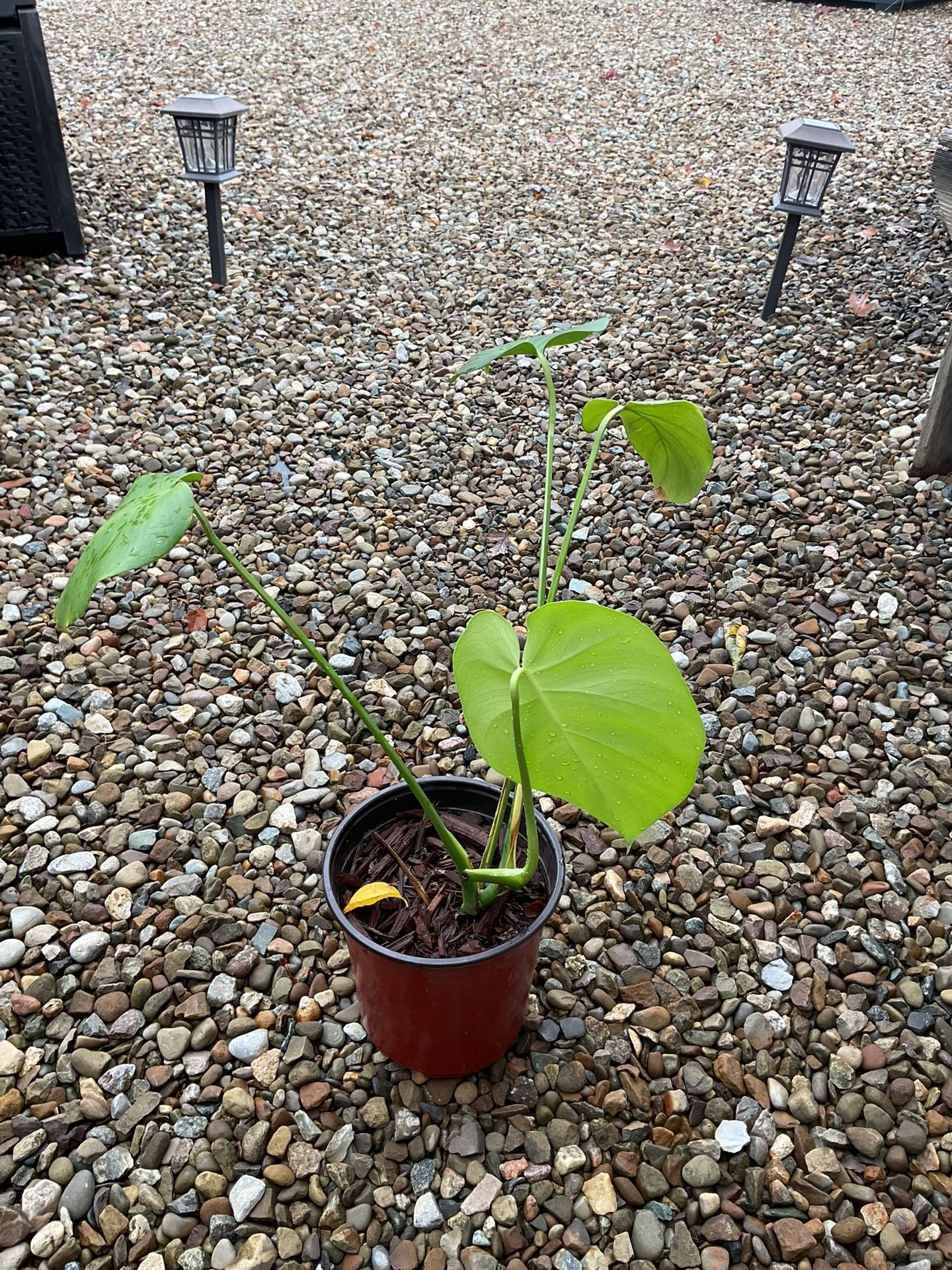 Monstera Plant