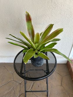Bromeliad Plant