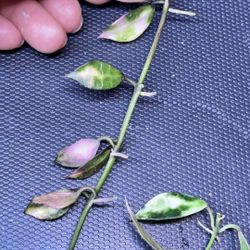 Hoya Lacunosa sp Cianjur Variegated 