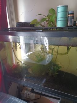 29 Gallon fish tank