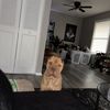 Keelan