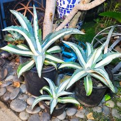 Agave Americana "Mediopicta Alba" - White Striped Century Plants 🪴