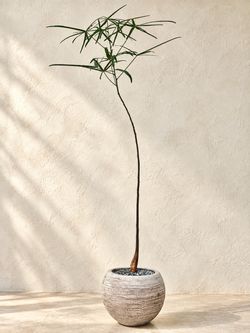 ~ 43” Tall Queensland Bottle Tree/ Brachychiton Rupestris (Planter Included) #Q3 ‘Local LA Seller’