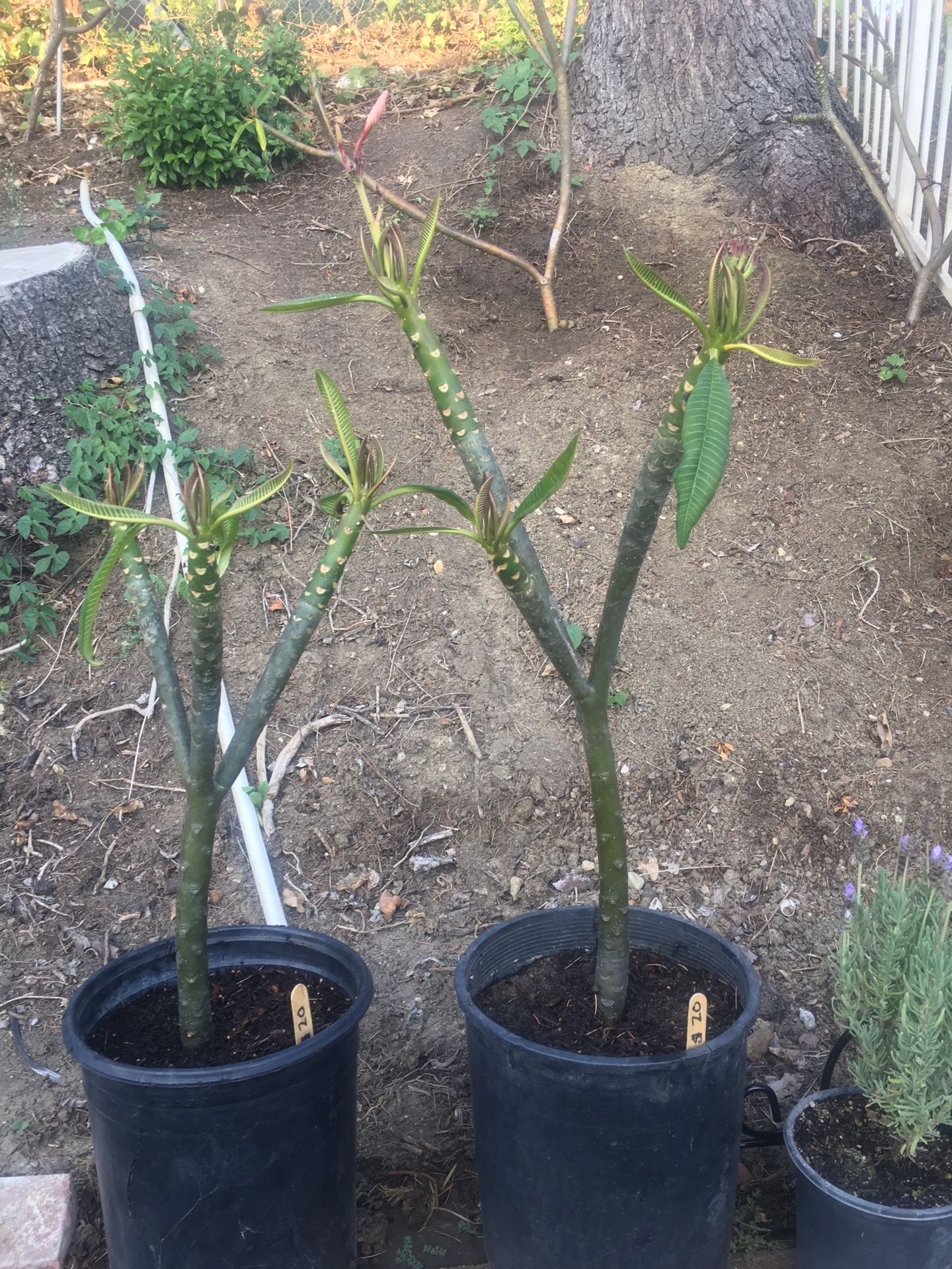 Large healthy plumeria!