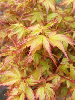 Japanese maples Trees For Sale 