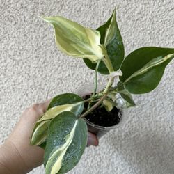 Beautiful Philodendron Rio Plant