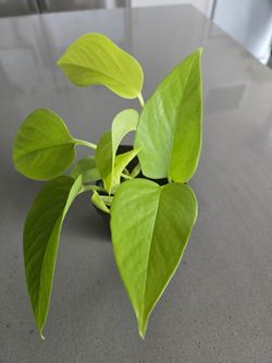 Neon Pothos