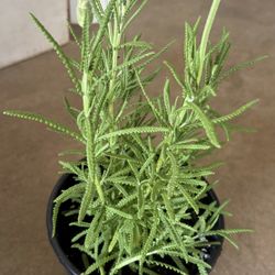 Plantas De La Vanda $15 Cada Una 